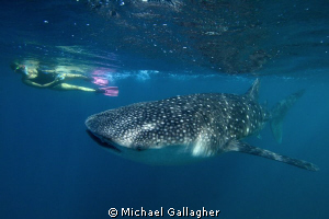 Sub-adult whale shark with snorkeller, Djibouti by Michael Gallagher 